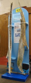 85. ID TM2_2610 Whale bones were discovered by Ralph Merry in May 2008 in the mud off Cobmarsh Island at the entrance to Mersea Quarters. They are the lower jaw bones of a ...
Cat1 Museum-->Artefacts and Contents